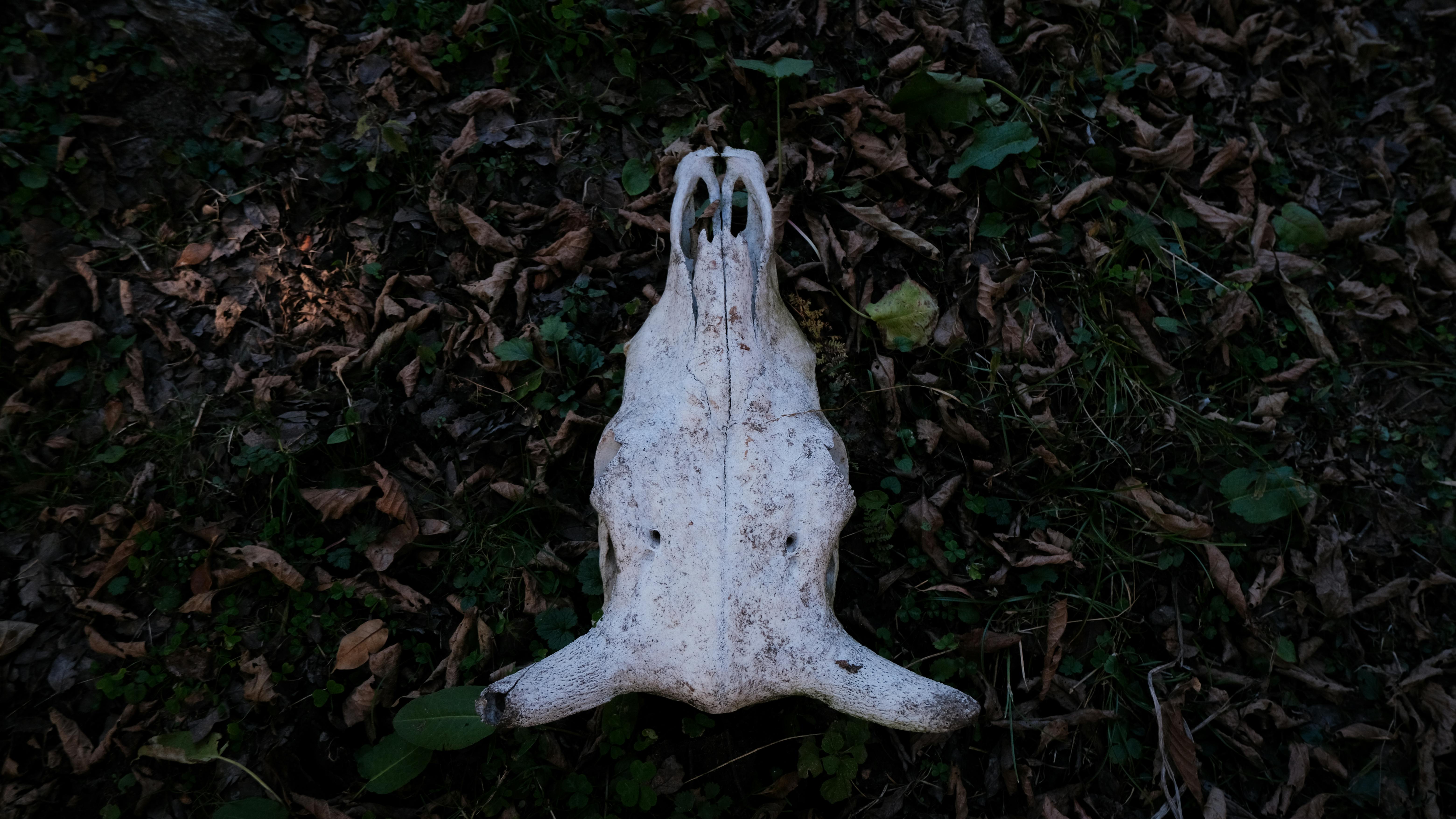 Animal Skull on Forest Floor in Autumn