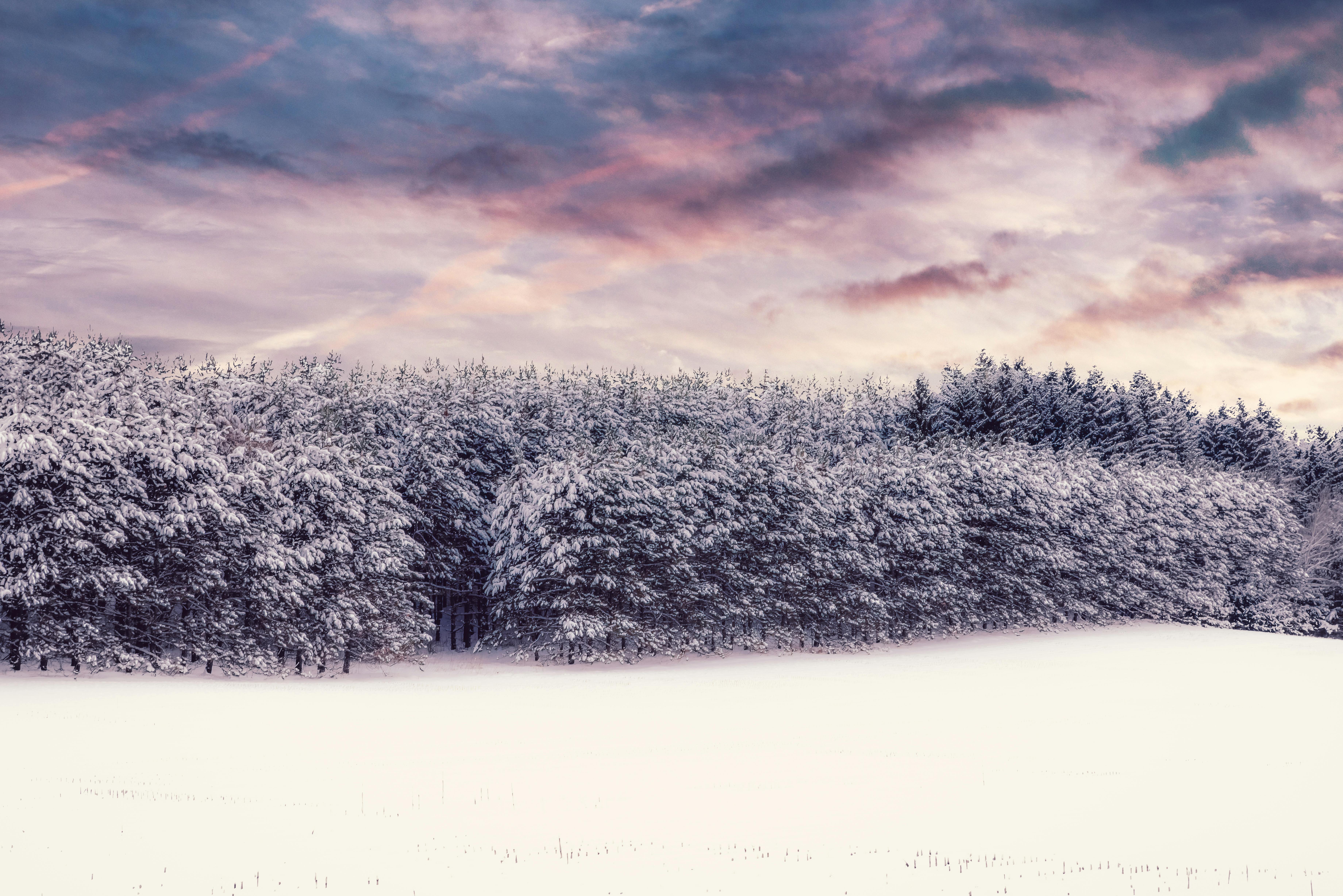 A landscape of snow-covered trees against a cloudy sky.