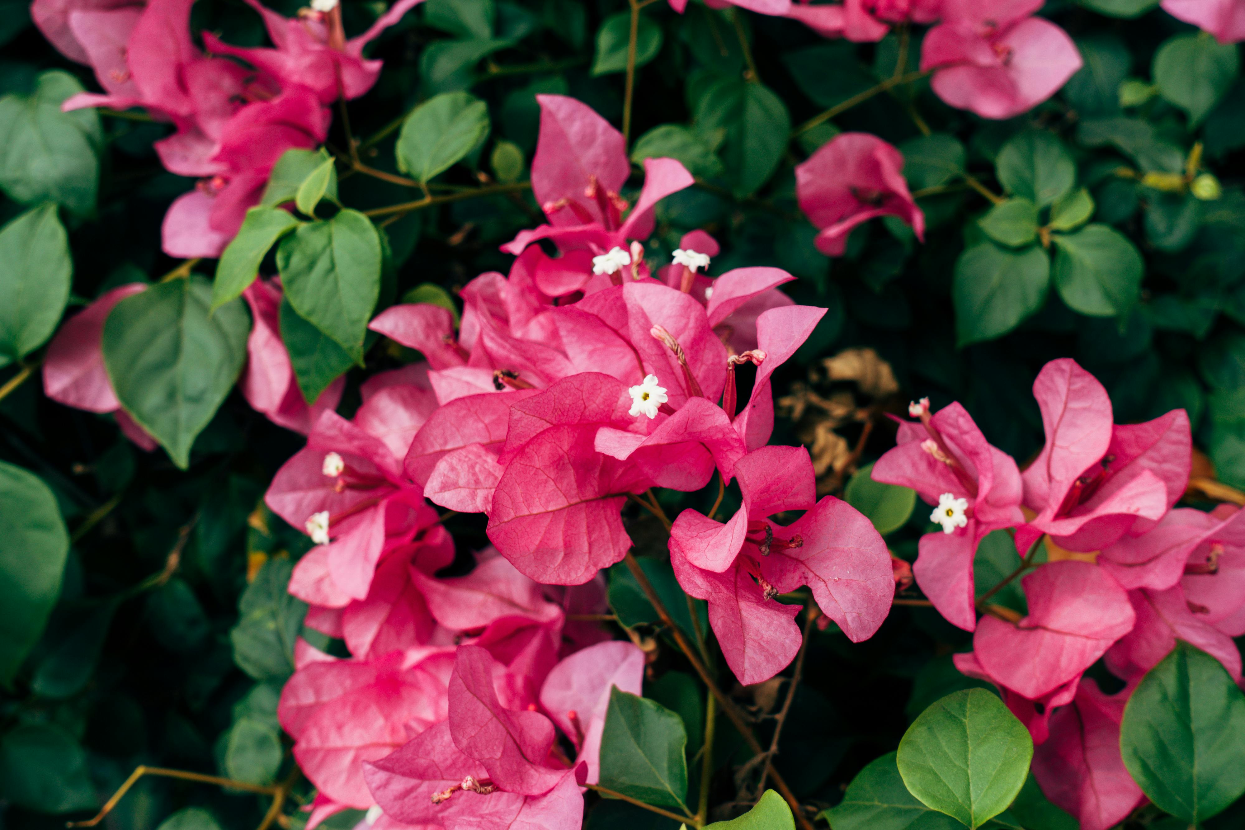 Close-up of bougainvillea flowers in bloom.